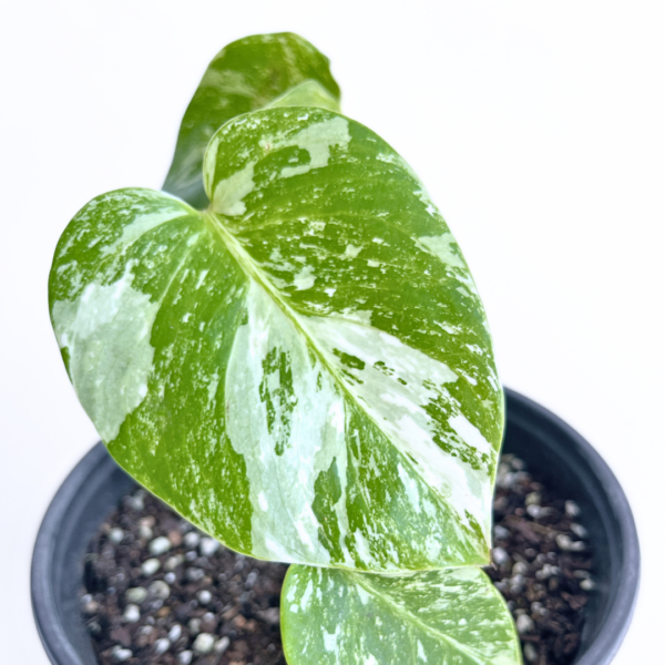 Variegated Monstera deliciosa Albo Variegata in a black nursery pot with marbled white and green leaves and natural fenestrations.
