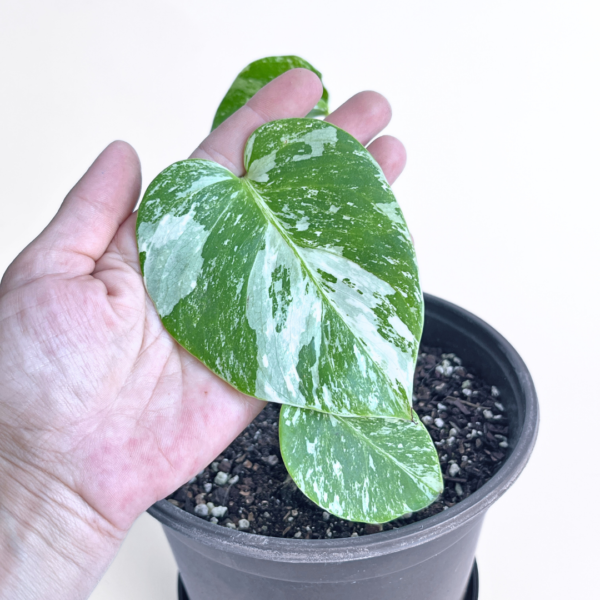 Variegated Monstera deliciosa Albo Variegata in a black nursery pot with marbled white and green leaves and natural fenestrations.
