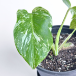 Variegated Monstera deliciosa Albo Variegata in a black nursery pot with marbled white and green leaves and natural fenestrations.