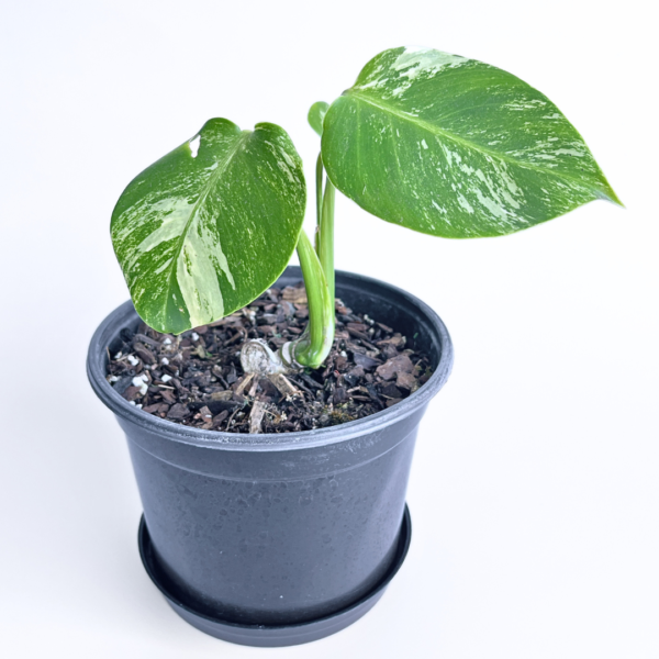Variegated Monstera deliciosa Albo Variegata in a black nursery pot with marbled white and green leaves and natural fenestrations.