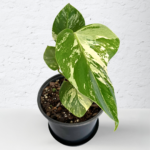 Monstera Albo Variegata Plant 4 | 4 leaves | Rare Variegated Swiss Cheese Plant | Indoor Houseplant