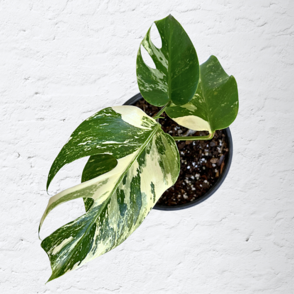 Monstera Albo Variegata Plant 11 | 4 leaves | Rare Variegated Swiss Cheese Plant | Indoor Houseplant - Image 2