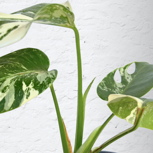 Monstera Albo Variegata Plant 11 | 4 leaves | Rare Variegated Swiss Cheese Plant | Indoor Houseplant - Image 4