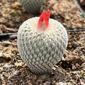 Epithelantha micromeris miniature frosted cactus with pinkish flowers and red fruit