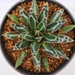 Agave victoriae-reginae | Queen Victoria Agave – Architectural Succulent Plant 15cm pot