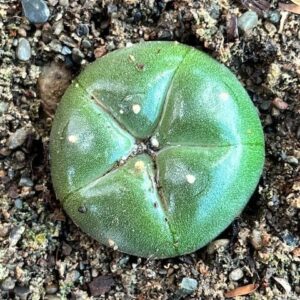 Lophophora williamsii var. cordona spineless bluish-green cactus with ribbed button-like body