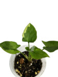 Syngonium Eclipse