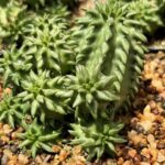 Euphorbia susannae | Rare Succulent Euphorbia – Sculptural Collector Plant