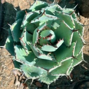 Agave isthmensis compact rosette succulent with blue-green leaves and spined edges
