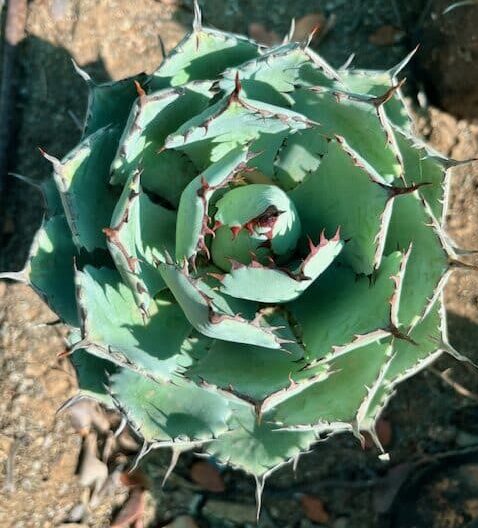 Agave isthmensi Agave isthmensis compact rosette succulent with blue-green leaves and spined edges