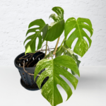 Monstera Albo Variegata 17 | Rare Indoor Plant | Striking White Variegation
