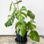 Monstera Albo Variegata indoor plant with white variegated fenestrated leaves in nursery pot