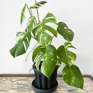 Monstera Albo Variegata indoor plant with white variegated fenestrated leaves in nursery pot