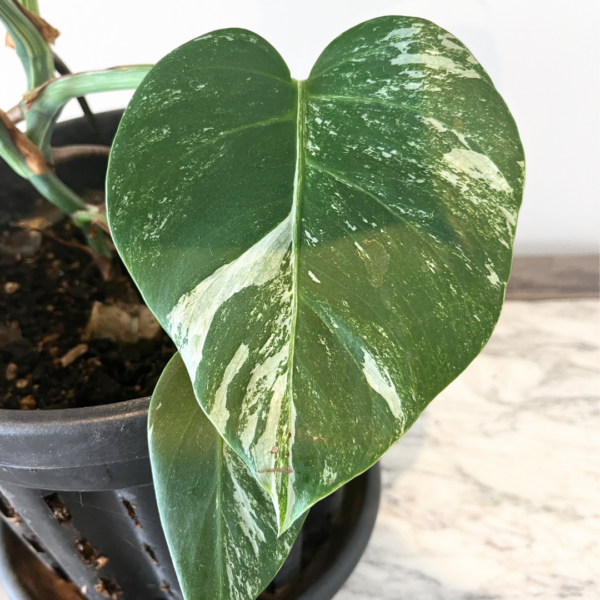 Monstera Albo Variegata Plant 19 | Rare Variegated Swiss Cheese Plant for Indoor Spaces - Image 5