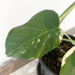 Rare Monstera Albo Variegata plant showing creamy white variegation and split leaves