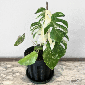 Monstera Albo Variegata Plant | Rare Variegated Swiss Cheese Plant for Indoor Spaces