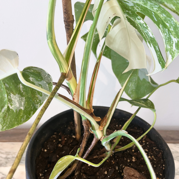 Monstera Albo Variegata Plant 20 | Rare Variegated Swiss Cheese Plant for Indoor Spaces - Image 3