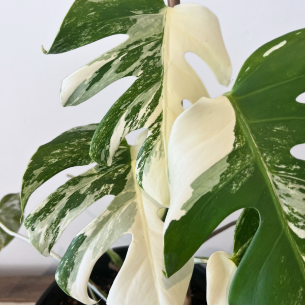 Monstera Albo Variegata Plant 20 | Rare Variegated Swiss Cheese Plant for Indoor Spaces - Image 2