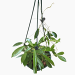 Hoya No.1 Longifolia in 16cm Hanging Pot – Elegant Indoor Trailing Plant