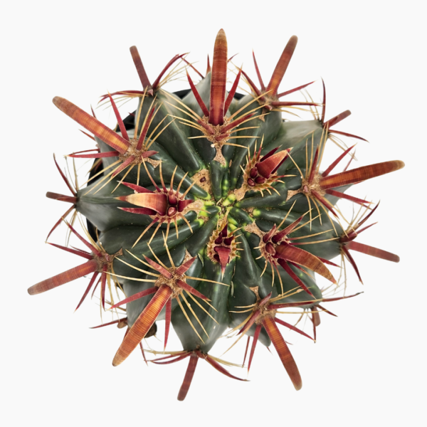 Ferocactus latispinus | Devil’s Tongue Barrel Cactus – Collector Succulent - Image 2