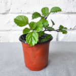 Plectranthus Money Plant – Easy-Care outdoor Prosperity Plant. 4 Plant Outdoor Bundle