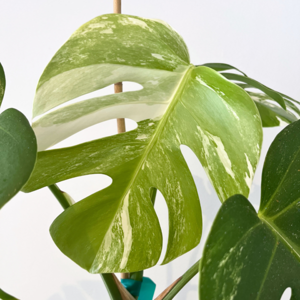 Monstera Albo Variegata Plant 21 | Rare Variegated Swiss Cheese Plant for Indoor Spaces - Image 4