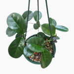 Hoya Albiflora in 16cm Hanging Basket – Elegant Indoor Trailing Plant