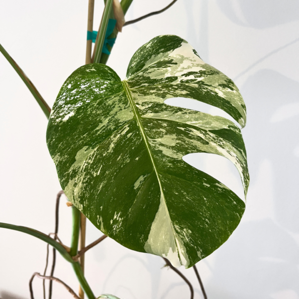 Monstera Albo Variegata Plant 22 | Rare Variegated Swiss Cheese Plant for Indoor Spaces - Image 9