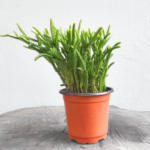 Crassula Muscosa – Watch Chain Succulent Plant