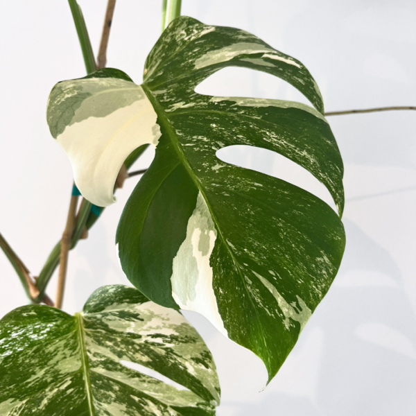 Monstera Albo Variegata Plant 22 | Rare Variegated Swiss Cheese Plant for Indoor Spaces - Image 3