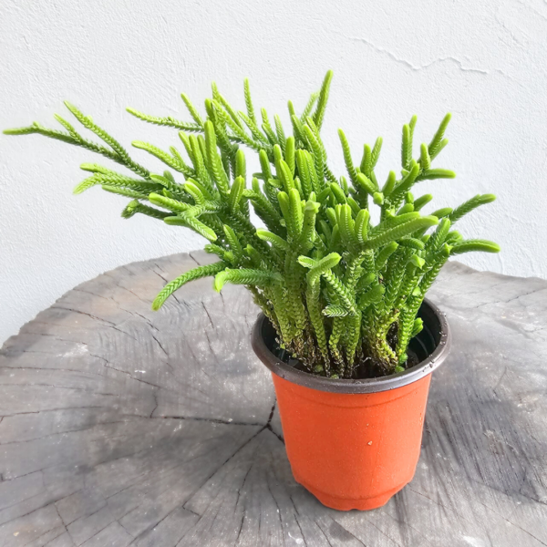 Crassula Muscosa – Watch Chain Succulent Plant - Image 2