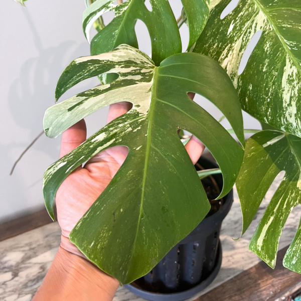 Variegated Monstera Albo houseplant grown indoors with natural light