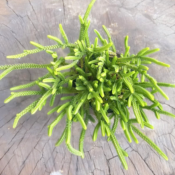 Crassula Muscosa – Watch Chain Succulent Plant - Image 3