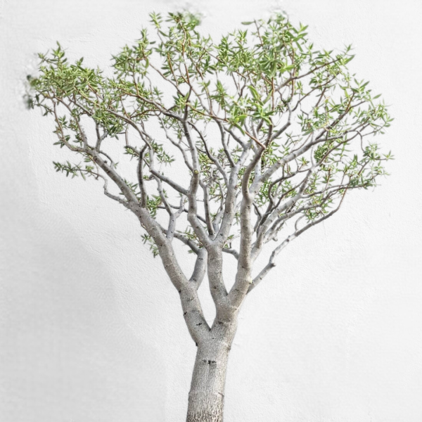 Crassula Species Bonsai in Red Pot – Decorative Succulent Plant - Image 2