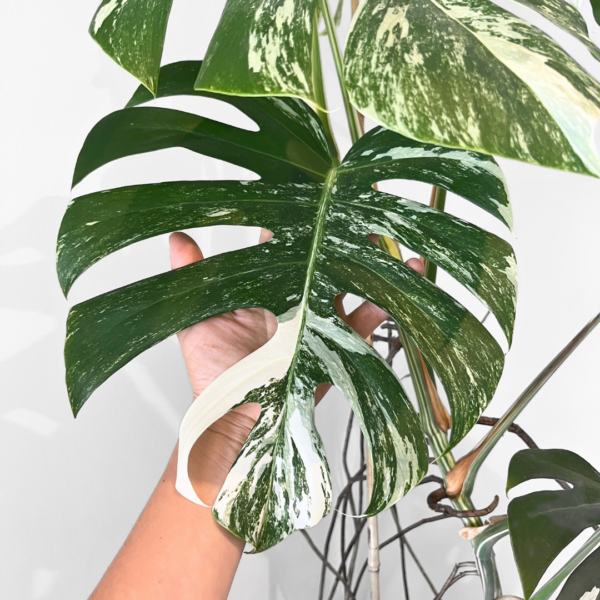 Monstera Albo Variegata Plant 23 | Rare Variegated Swiss Cheese Plant for Indoor Spaces - Image 9