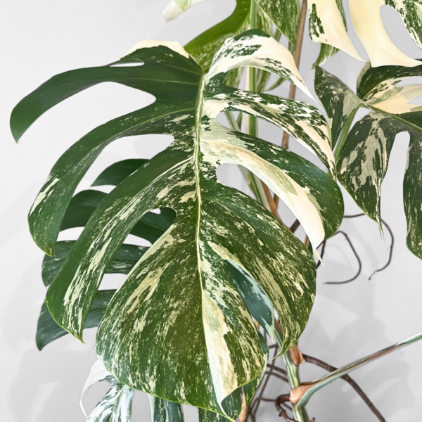 Monstera Albo Variegata Plant 23 | Rare Variegated Swiss Cheese Plant for Indoor Spaces - Image 6