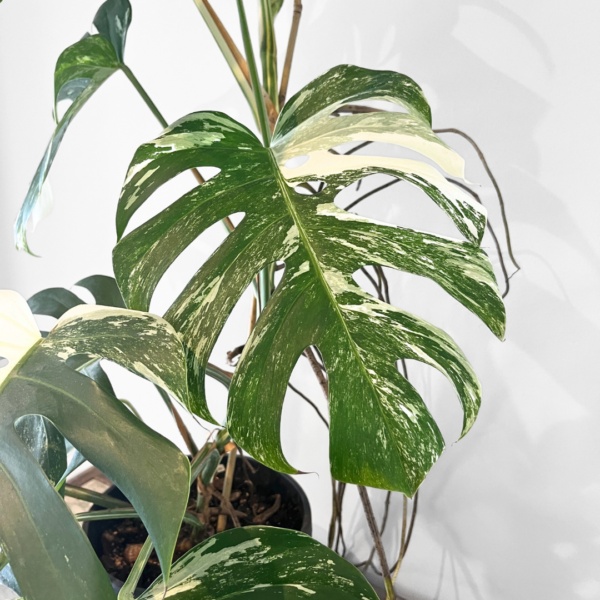 Monstera Albo Variegata Plant 23 | Rare Variegated Swiss Cheese Plant for Indoor Spaces - Image 4