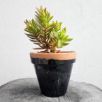 Red Pagoda Succulent in Glazed Pot (Crassula ‘Red Pagoda’)