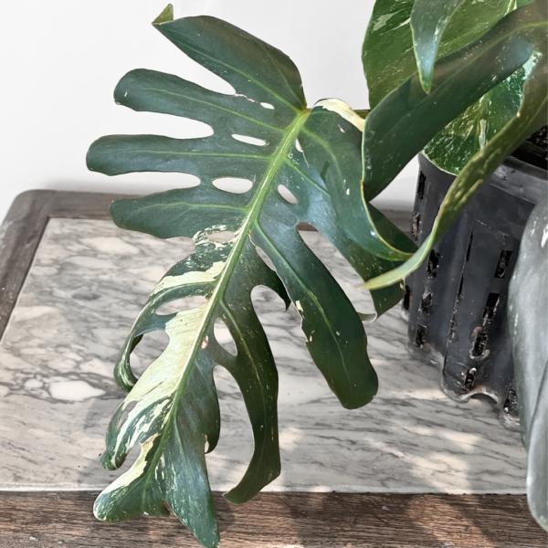 Rare Monstera Albo Variegata plant showing creamy white variegation and split leaves