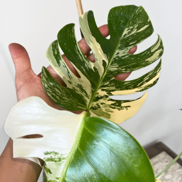 Monstera Albo Variegata Plant 18 | Rare Variegated Swiss Cheese Plant for Indoor Spaces - Image 3