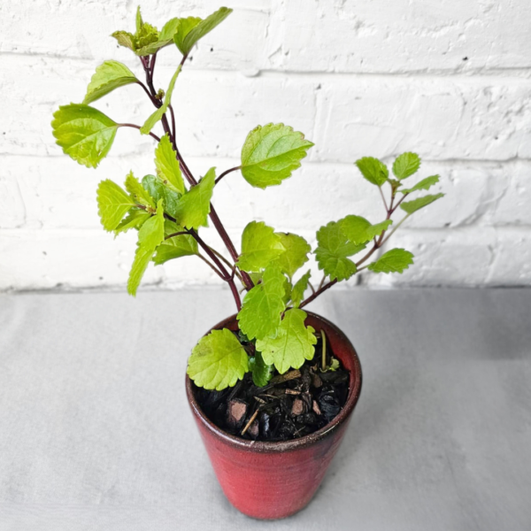Plectranthus ‘Money’ Plant in Glazed Ceramic Pot - 3 colours - Image 2