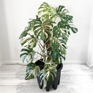 Monstera Albo Variegata indoor plant with white variegated fenestrated leaves in nursery pot