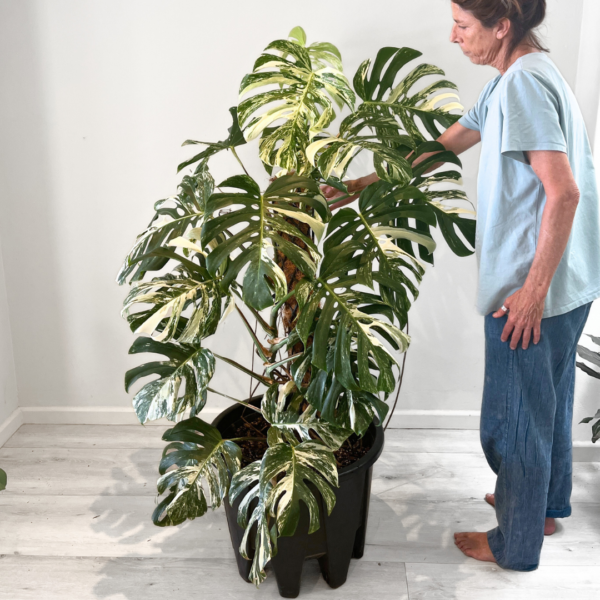 Monstera Albo Variegata Plant 25 | Rare Variegated Swiss Cheese Plant for Indoor Spaces - Image 2