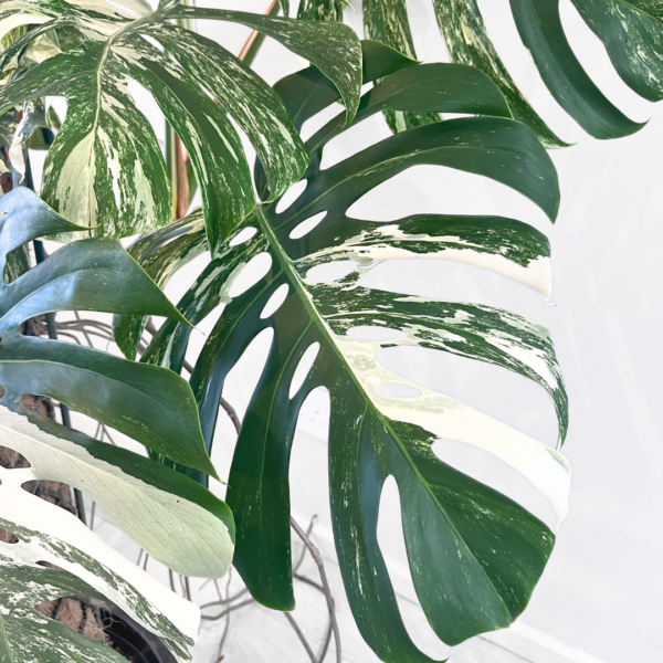 Monstera Albo Variegata Plant 25 | Rare Variegated Swiss Cheese Plant for Indoor Spaces - Image 4