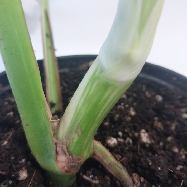 Monstera Borsigiana Albo Variegata – White Variegated Climbing Monstera (Plant 2) - Image 2