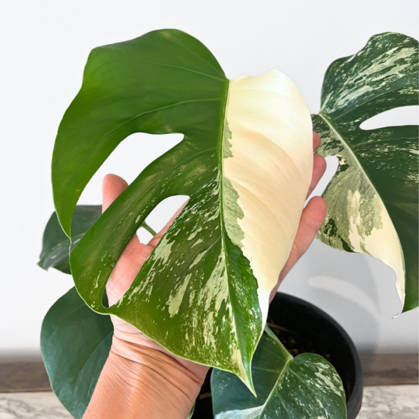 Monstera Albo Variegata Plant 19 | Rare Variegated Swiss Cheese Plant for Indoor Spaces - Image 2