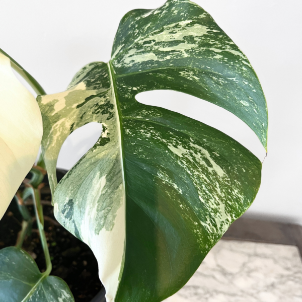 Monstera Albo Variegata Plant 19 | Rare Variegated Swiss Cheese Plant for Indoor Spaces - Image 3