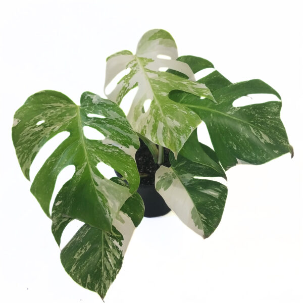 Monstera Borsigiana Albo Variegata – White Variegated Climbing Monstera (Plant 2) - Image 4