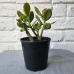 Silver Jade Plant in Black Plastic Pots – 3 Plant Bundle
