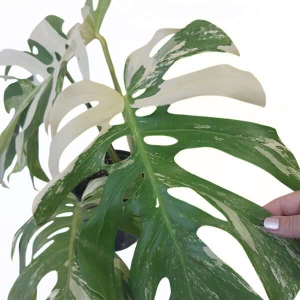 Monstera Albo Variegata with white and green variegated leaves